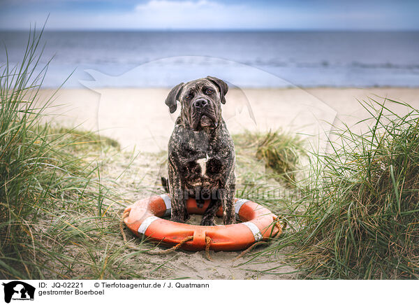 gestromter Boerboel / brindled Boerboel / JQ-02221