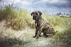 gestromter Boerboel