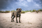 gestromter Boerboel