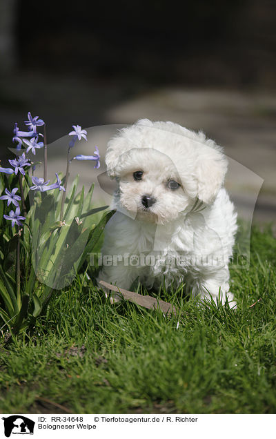 Bologneser Welpe / Bolognese Puppy / RR-34648