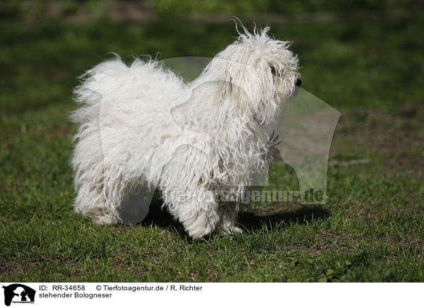 stehender Bologneser / standing Bolognese / RR-34658