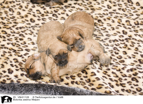 Bolonka zwetna Welpen / Bolonka zwetna puppies / VM-01126