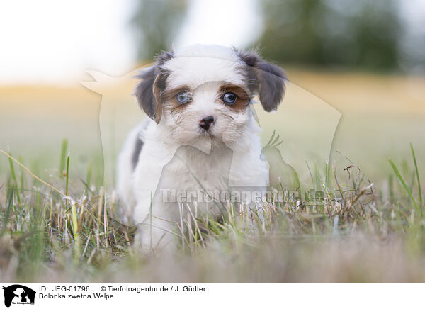 Bolonka zwetna Welpe / Bolonka zwetna Puppy / JEG-01796