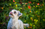 Bolonka zwetna Portrait