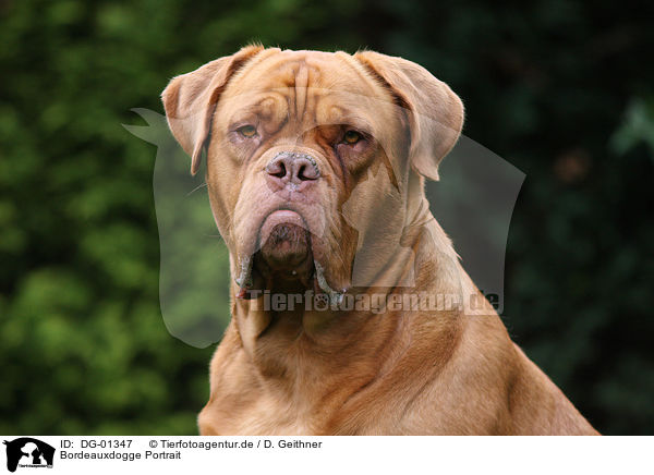 Bordeauxdogge Portrait / French Mastiff Portrait / DG-01347