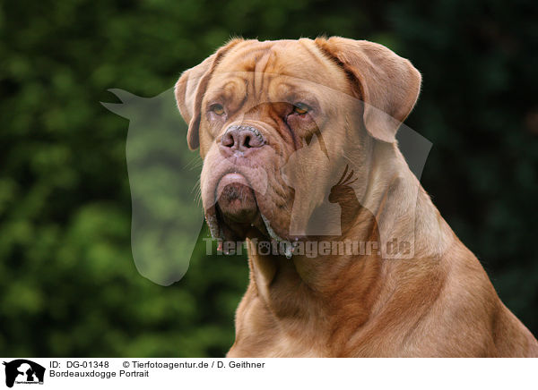 Bordeauxdogge Portrait / French Mastiff Portrait / DG-01348