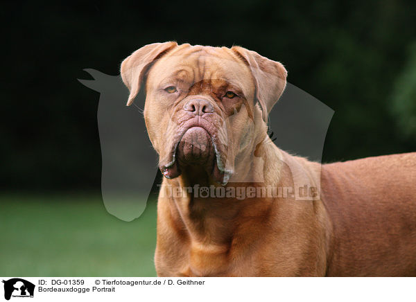 Bordeauxdogge Portrait / French Mastiff Portrait / DG-01359