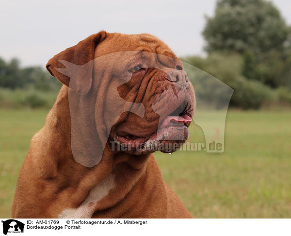 Bordeauxdogge Portrait / Bordeauxdog portrait / AM-01769