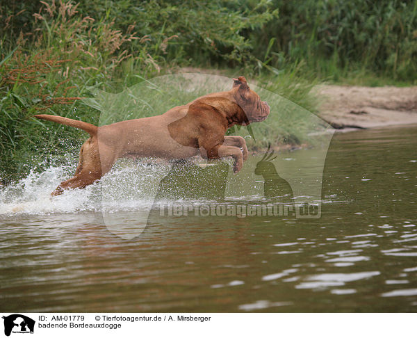 badende Bordeauxdogge / bathing Bordeauxdog / AM-01779