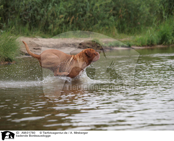 badende Bordeauxdogge / bathing Bordeauxdog / AM-01780