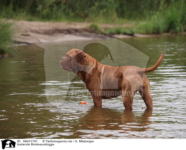 badende Bordeauxdogge / bathing Bordeauxdog / AM-01791