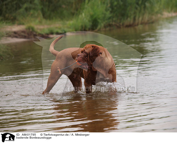 badende Bordeauxdogge / bathing Bordeauxdog / AM-01795