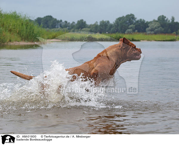 badende Bordeauxdogge / bathing Bordeauxdog / AM-01800