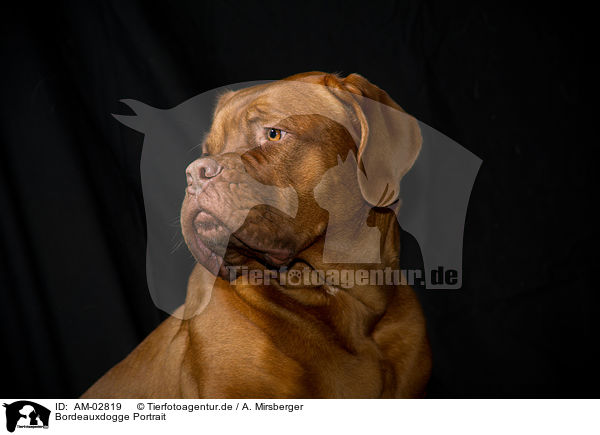 Bordeauxdogge Portrait / Bordeauxdog Portrait / AM-02819