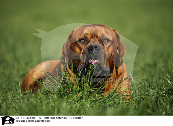 liegende Bordeauxdogge / lying dogue de bordeaux / RR-39658