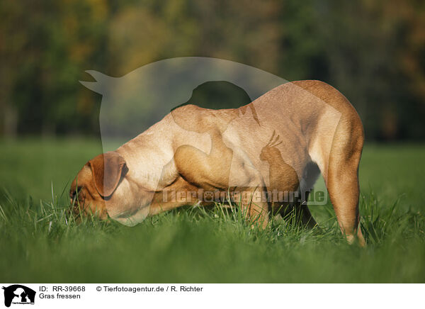 Gras fressen / eating grass / RR-39668