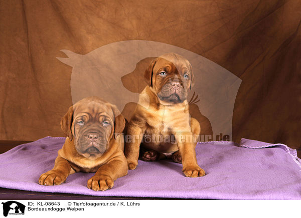 Bordeauxdogge Welpen / Dogue de Bordeaux Puppies / KL-08643