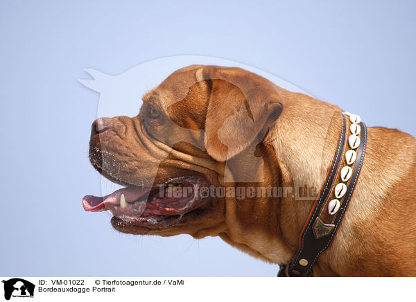 Bordeauxdogge Portrait / Dogue de Bordeaux Portrait / VM-01022