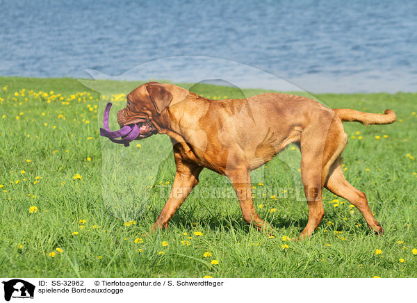 spielende Bordeauxdogge / playing Bordeauxdog / SS-32962