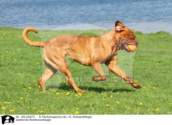 spielende Bordeauxdogge / playing Bordeauxdog / SS-32973