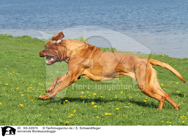 rennende Bordeauxdogge / running Bordeauxdog / SS-32974