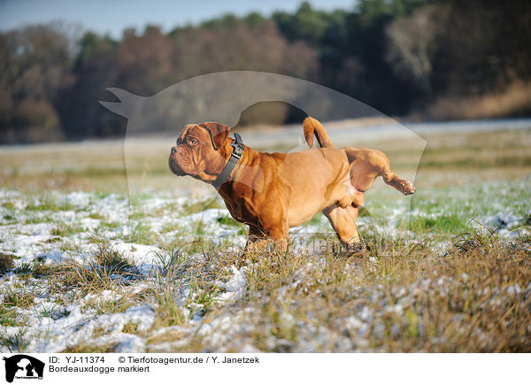 Bordeauxdogge markiert / Dogue de Bordeaux urinates / YJ-11374