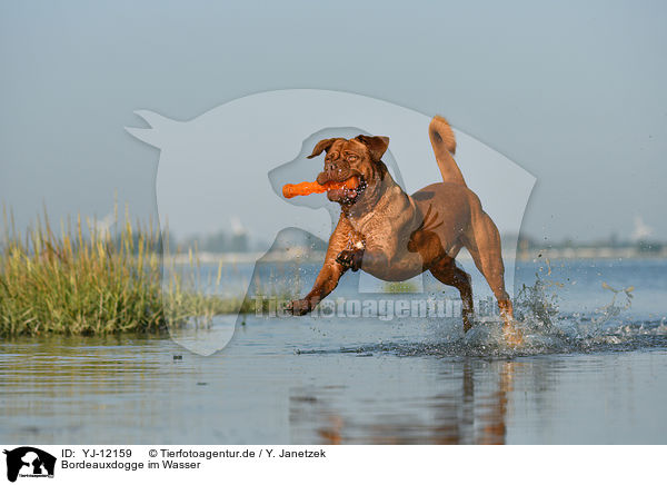 Bordeauxdogge im Wasser / Dogue de Bordeaux in the water / YJ-12159