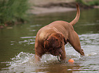 spielende Bordeauxdogge