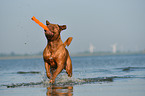 Bordeauxdogge im Wasser