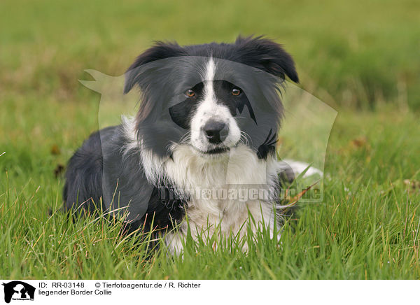 liegender Border Collie / lying Border Collie / RR-03148