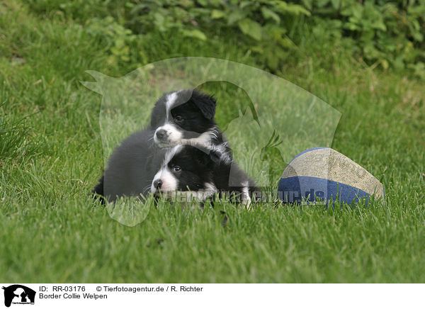 Border Collie Welpen / Border Collie Puppies / RR-03176