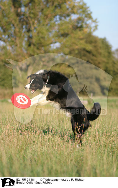 Border Collie fngt Frisbee / playing border collie / RR-01181