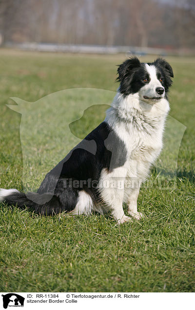 sitzender Border Collie / sitting Border Collie / RR-11384