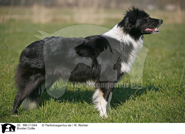 Border Collie / Border Collie / RR-11394