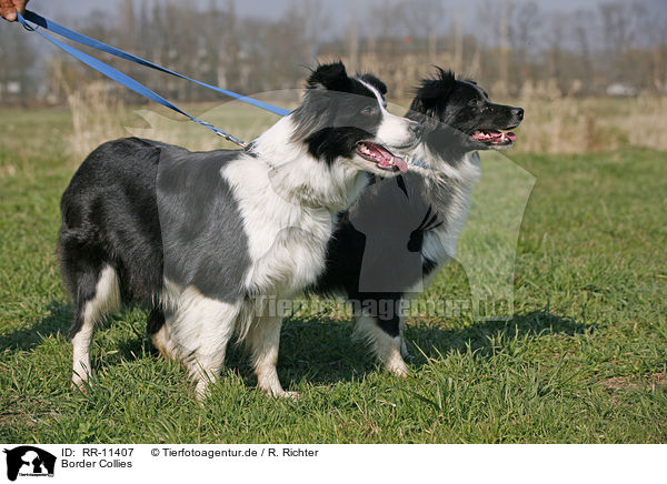 Border Collies / Border Collies / RR-11407