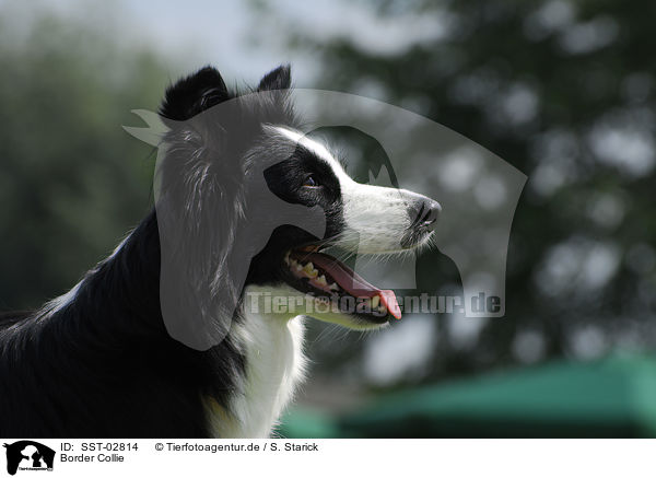 Border Collie / Border Collie / SST-02814