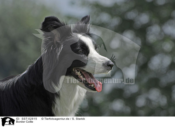 Border Collie / Border Collie / SST-02815