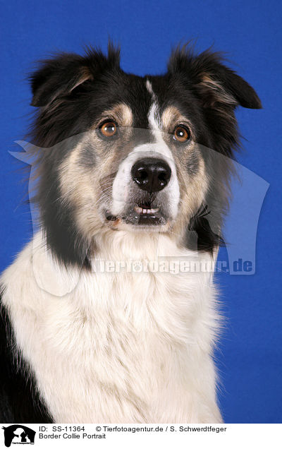 Border Collie Portrait / Border Collie Portrait / SS-11364