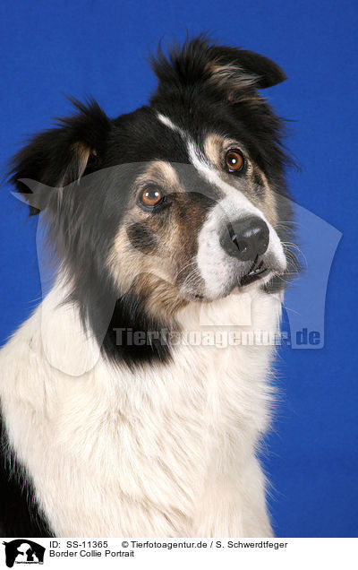 Border Collie Portrait / Border Collie Portrait / SS-11365