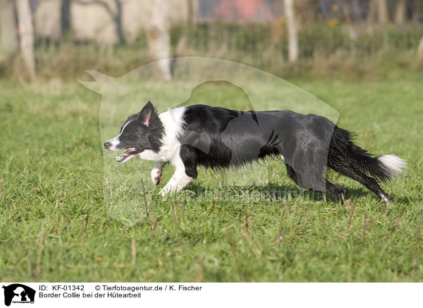 Border Collie bei der Htearbeit / herding Border Collie / KF-01342