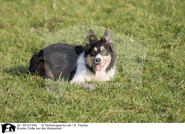 Border Collie bei der Htearbeit / herding Border Collie / KF-01349