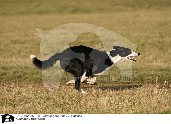 Kurzhaar Border Collie / shorthaired Border Collie / JH-02085