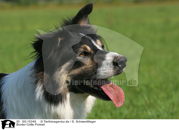 Border Collie Portrait / Border Collie Portrait / SS-15349