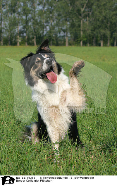 Border Collie gibt Pftchen / Border Collie giving paw / SS-15355