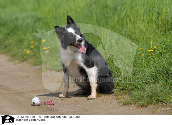 sitzender Border Collie / sitting Border Collie / MR-01030