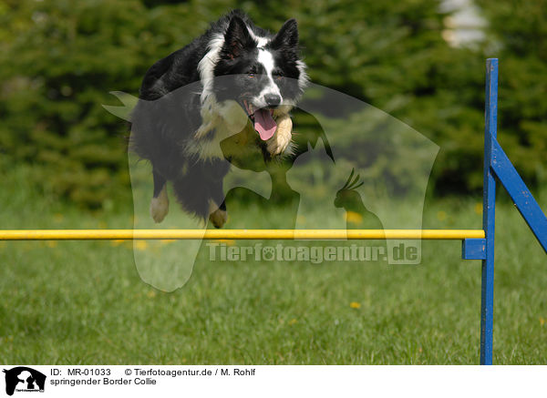 springender Border Collie / jumping Border Collie / MR-01033