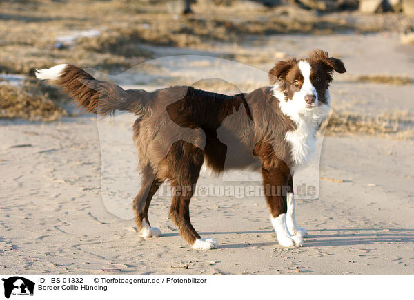 Border Collie Hnding / female Border Collie / BS-01332