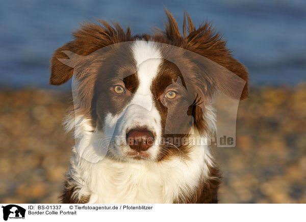 Border Collie Portrait / Border Collie Portrait / BS-01337