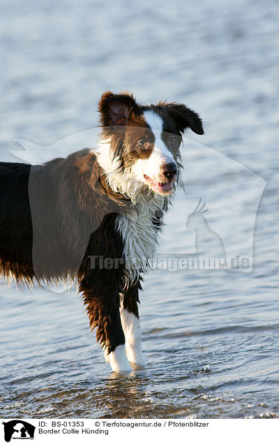 Border Collie Hnding / female Border Collie / BS-01353