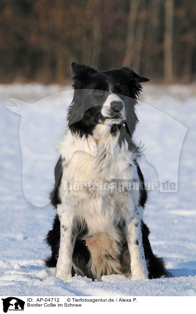 Border Collie im Schnee / Border Collie in snow / AP-04712